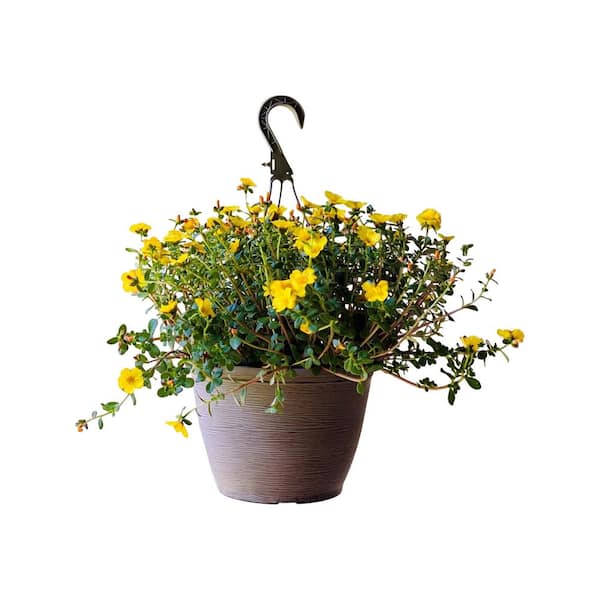 Pure Beauty Farms 1.8 Gal. Purslane Plant Yellow Flowers in 11 In. Hanging Basket
