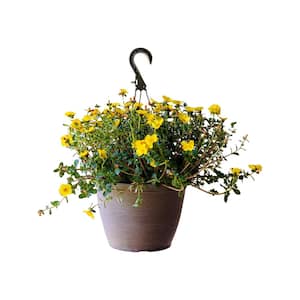 1.8 Gal. Purslane Plant Yellow Flowers in 11 In. Hanging Basket