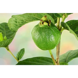 1 Gal. Guava Live Fruit Bearing Tropical Tree