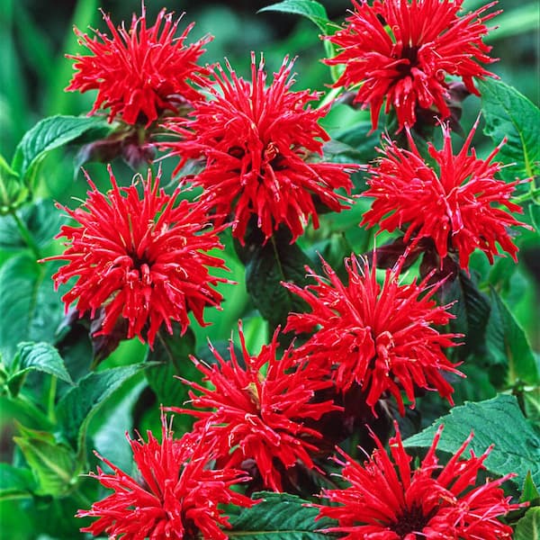 DIRECT GARDENING Gardenview Scarlet Red Flowering Bee Balm Dormant Bare Root Perennial Starter Plant (1-Pack)