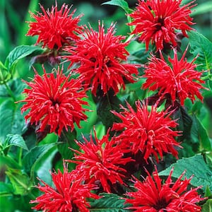 Red Bee Balm Dormant Bare Root Perennial Starter Plant (1-Pack)