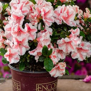 3 Gal. Autumn Starburst Encore Azalea Shrub with Coral Pink and White Reblooming Flowers