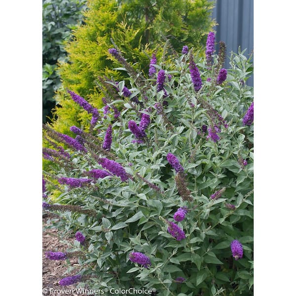 PROVEN WINNERS 4.5 in. Qt. Miss Violet Butterfly Bush (Buddleia) Live Shrub, Purple Flowers