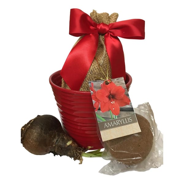 Daylily Nursery Grand Prix Amaryllis Red Ceramic Planting Kit