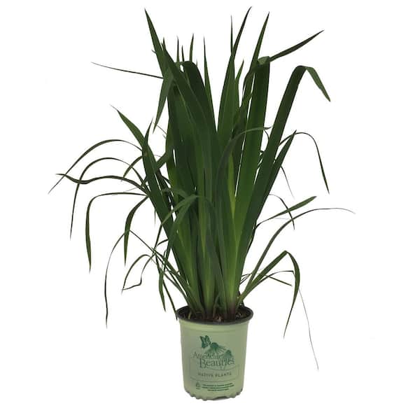 AMERICAN BEAUTIES Northern Blue Flag Iris Iris Versicolor Live Plant