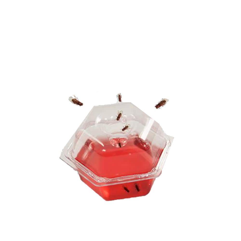 Effective & Convenient Fruit Fly Traps - Pack of 6 Zimbabwe | Ubuy