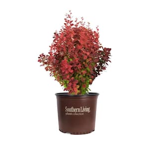 2 Gal. Orange Rocket Barberry, Live Deciduous Shrub, Coral to Ruby Red Foliage