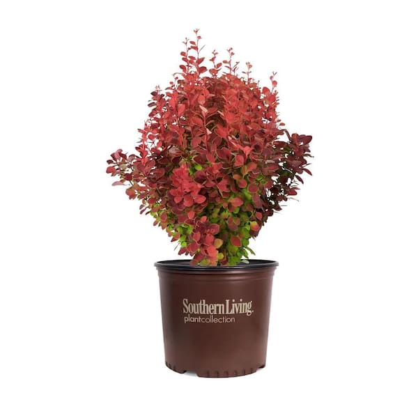2 Gal. Orange Rocket Barberry, Live Deciduous Shrub, Coral to Ruby Red Foliage