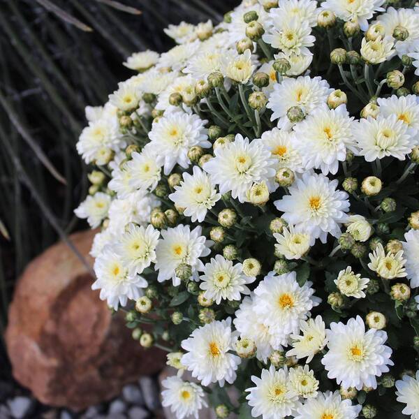 Bristol White Chrysanthemum