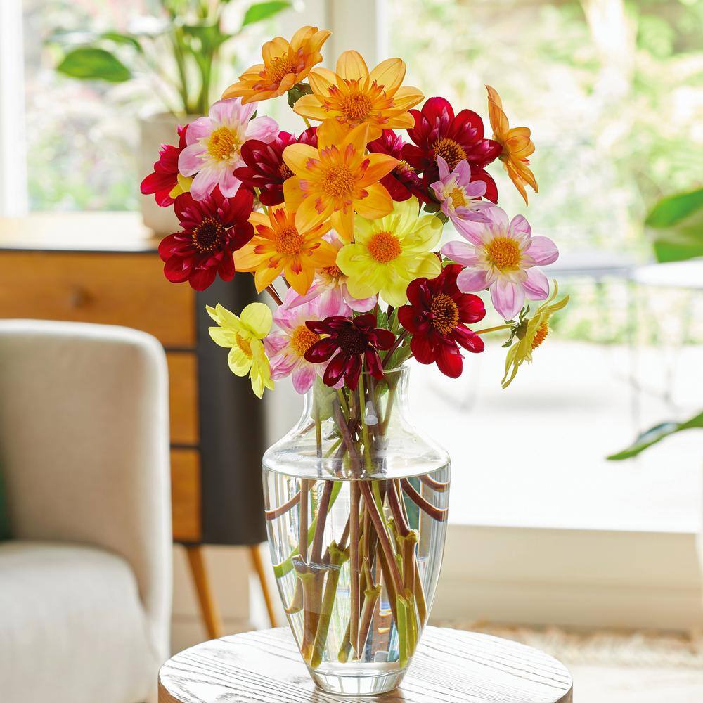 Garden State Bulb Topmix Single Mix Dahlia Flower Bulbs, Assorted Colors