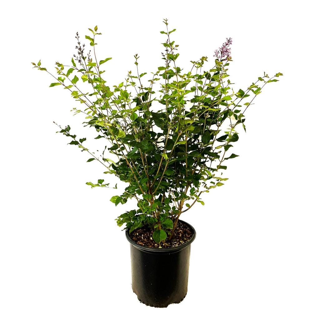 2.25 Gal. Bloomerang Lilac with Vibrant Purple Flowers O861703 - The ...