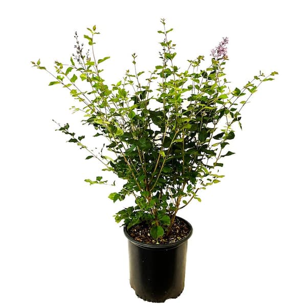Unbranded 2.25 Gal. Bloomerang Lilac with Vibrant Purple Flowers