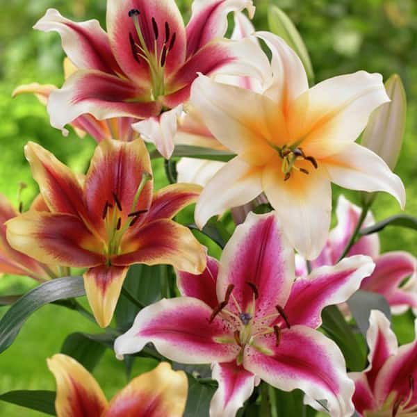 VAN ZYVERDEN Lilies Tequila Sunrise Blend Bulbs (9-Pack)