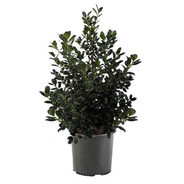 7 Gal. Nellie R. Stevens Holly Shrub with Dark Green Foliage