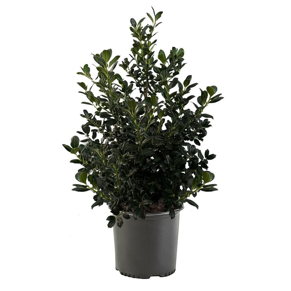  7 Gal. Nellie R. Stevens Holly Shrub with Dark Green Foliage