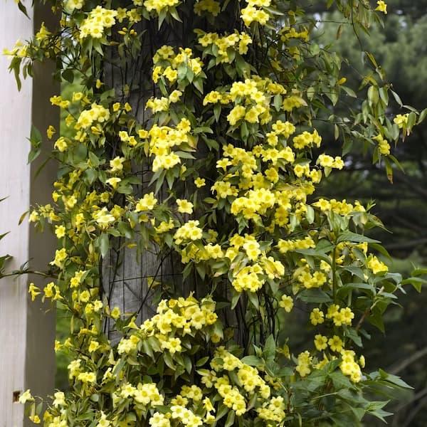 2.5 in. Carolina Jessamine Plant with Yellow Blooms (3-Pack)