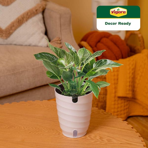 Philodendron Birkin Plant in 6 in. White Decor Pot, Avg Shipping Height 1-2 ft. Tall