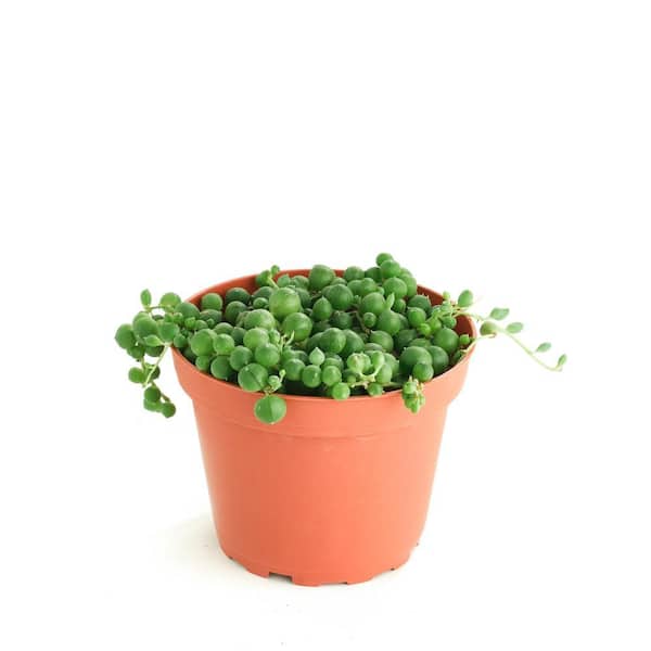 Senecio Rowleyanus 'String of Pearls'