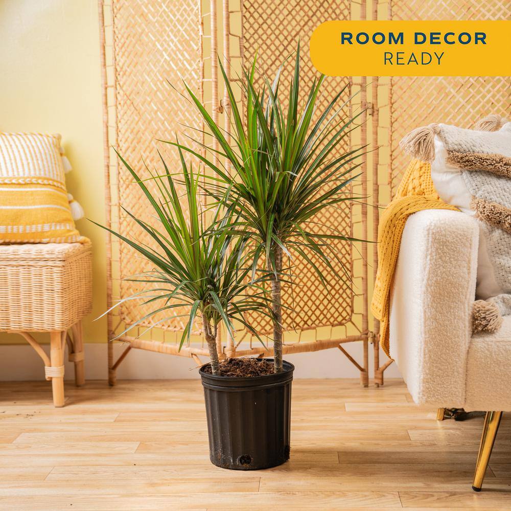 Large Indoor/Outdoor Dracaena Marginata in Black Grower Pot