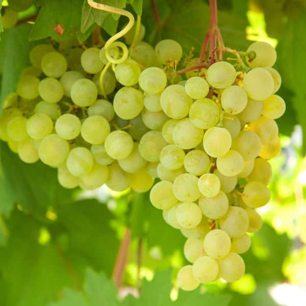 Garden State Bulb 1-Year, Himrod Seedless Grape Bare Roots, Non-GMO (Bag of 4)