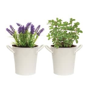 Herb Garden Kit with White Metal Planter (Mint and Lavender) (2-Pack)