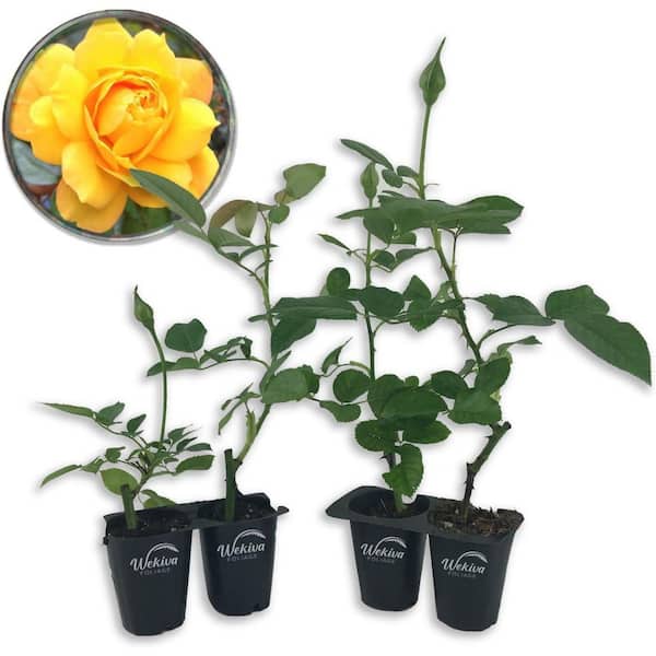 Gold Medal Rose Bush-4 Live Starter Plants in 2 Inch Pots-Beautifully Fragrant Roses from Florida