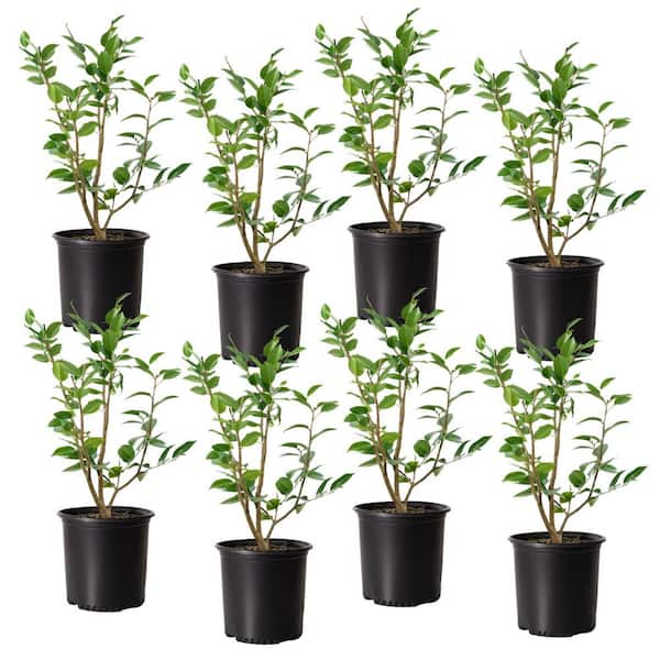 1 gal. High Fragrance Camellia Japonica Shrub with Pink Flowers (8-Pack)