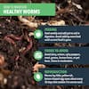 Reviews for Arcadia Garden Products Worm Nerd Live Composting Worm Mix (100  Worms)