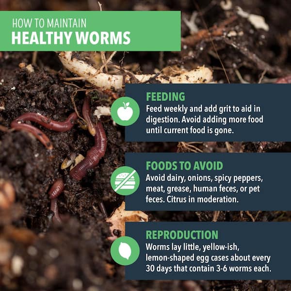 Compost Live Red Worms - Natures Good Guys - Red Wigglers