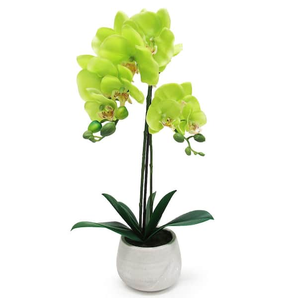 Chuangdi 6 Pieces Faux Phalaenopsis Orchids Leaves Artificial Orchids  Leaves Green Faux Orchids Leaf Plants Green Faux Leaf Latex Cymbidium Stems  for Flowers Arrangements Pot Decor price in Saudi Arabia