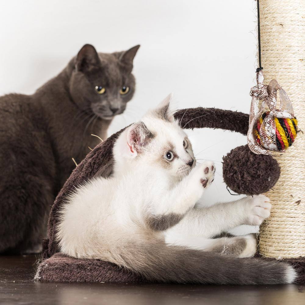 Brown 4-Tier Cat Tree with Sisal Rope Scratching Posts