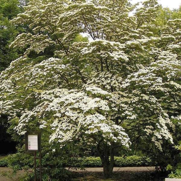 Unbranded 7 Gal. Kousa Dogwood Flowering Deciduous Tree with White Flowers