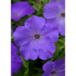 4-Pack Lavender Sky Blue Easy Wave Petunia Annual Plant with Purple Flowers