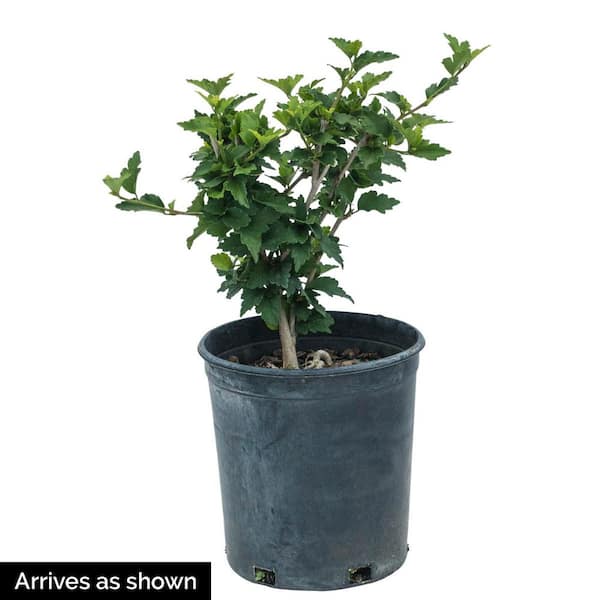 1 Gal. Pot Blueberry Smoothie Althea (Hibiscus), Deciduous Flowering Shrub with Blue Flowers (1-Pack)