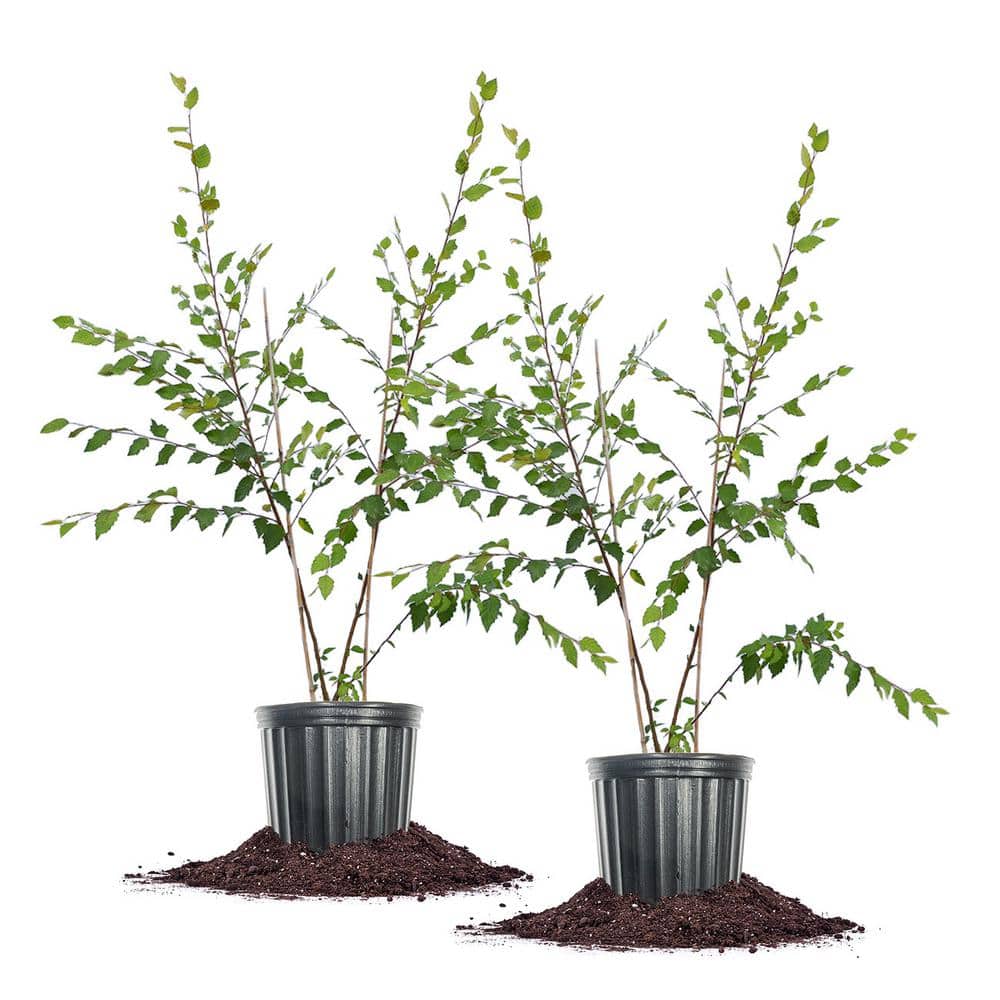 Perfect Plants 5 Gal. River Birch Tree (2-Pack) THD00420 - The Home Depot