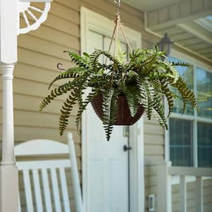 Artificial Boston Fern Arrangement with Hanging Basket