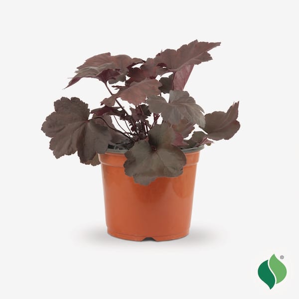 1 Gal. Magma Coral Bells (Heuchera), Live Perennial Plant, Bright Red-Pink Foliage