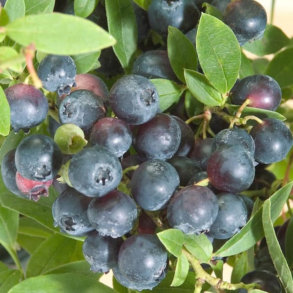 Direct Gardening 3 Gal. Pot, Northsky Blueberry Bush Potted Fruit Bearing  Plant (1-Pack) 69141