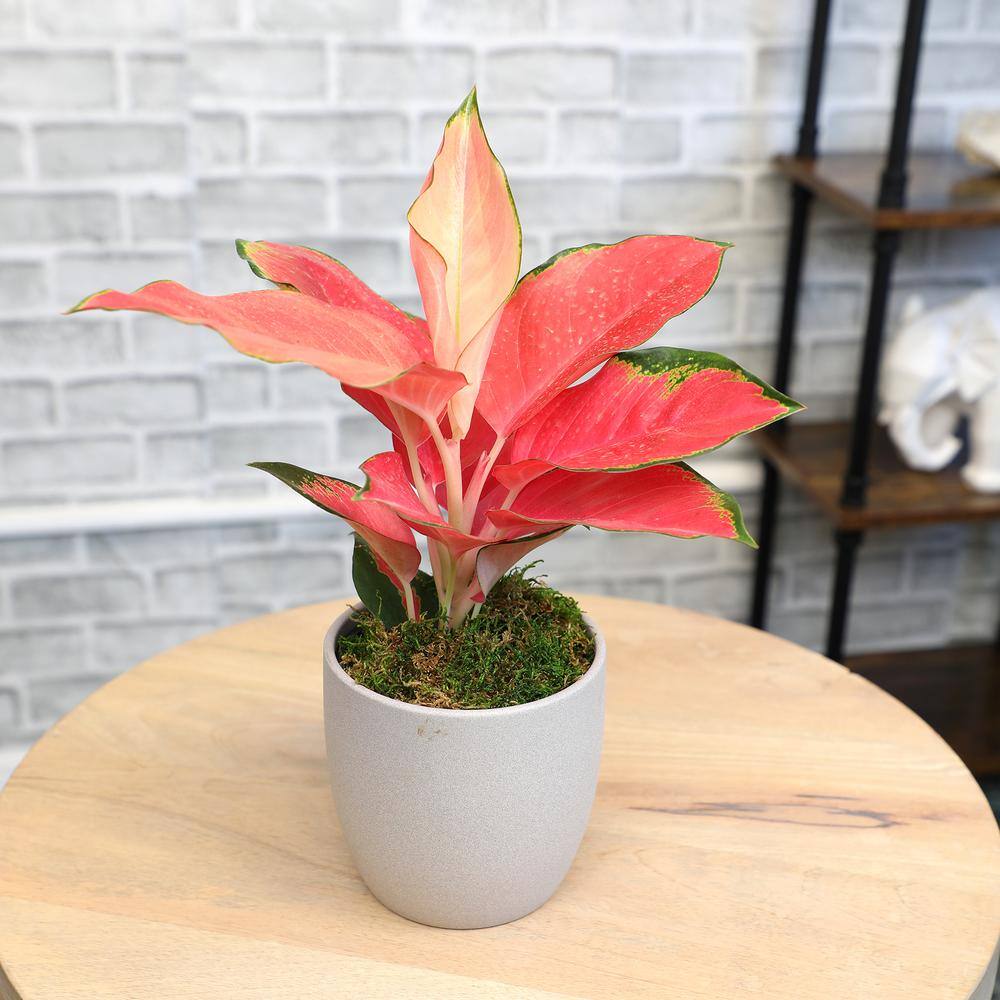 Aglaonema China Red in Gray Ceramic Planter