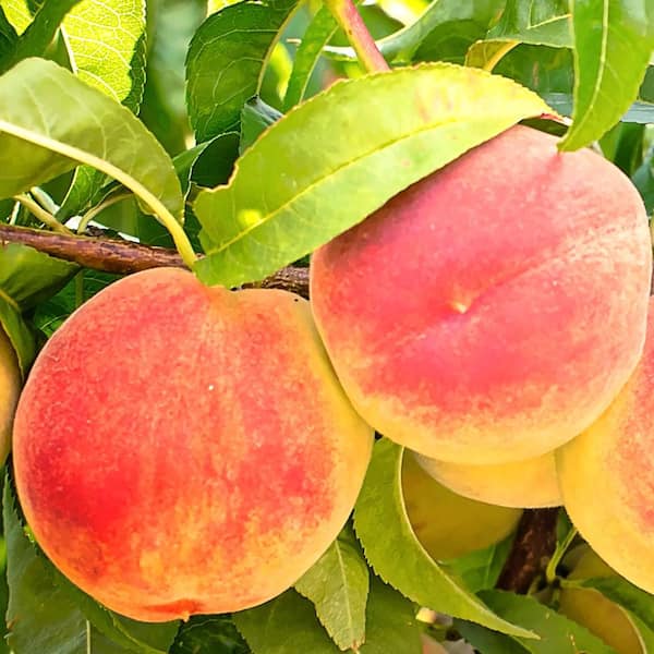 Unbranded 7 Gal. Flordaprince Peach Fruit Tree