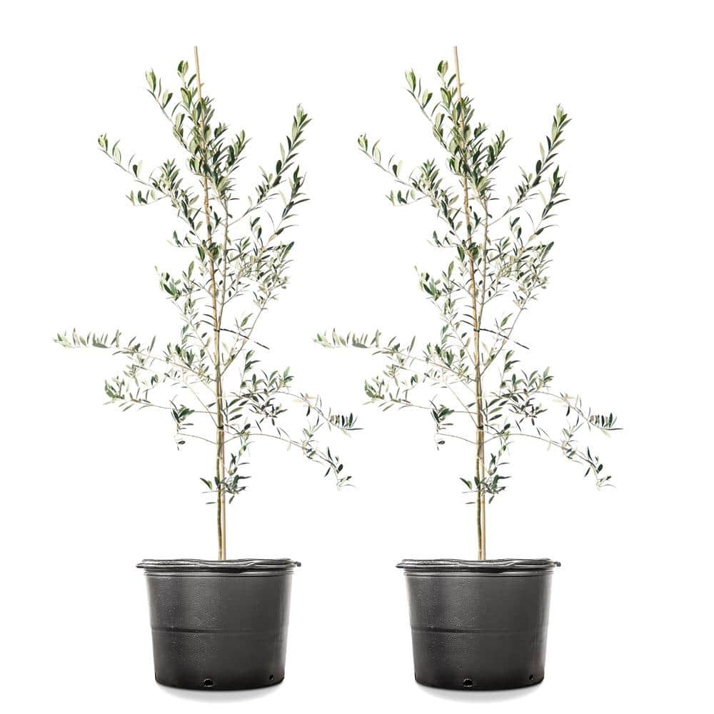 4 ft. -5 ft. Arbequina Olive (2-Pack)