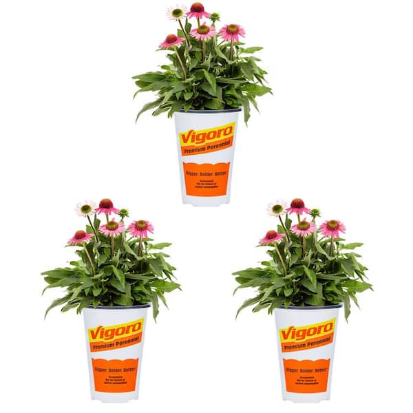 Vigoro 2 Qt. Echinacea Coneflower Sunmagic Vintage Fuchsia Pink Perennial Plant (3-Pack)