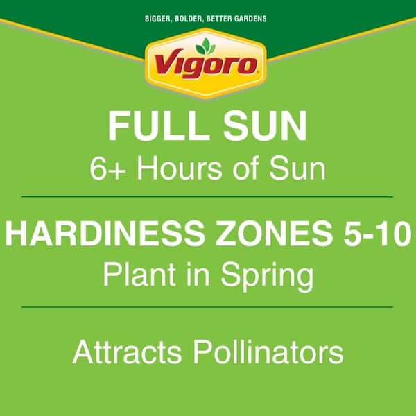 2 Gal. Coral Knock Out Rose Bush with Orange-Pink Flowers