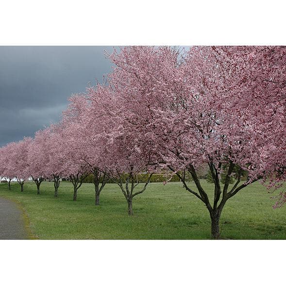 Thundercloud Flowering Plum Tree Bare Root