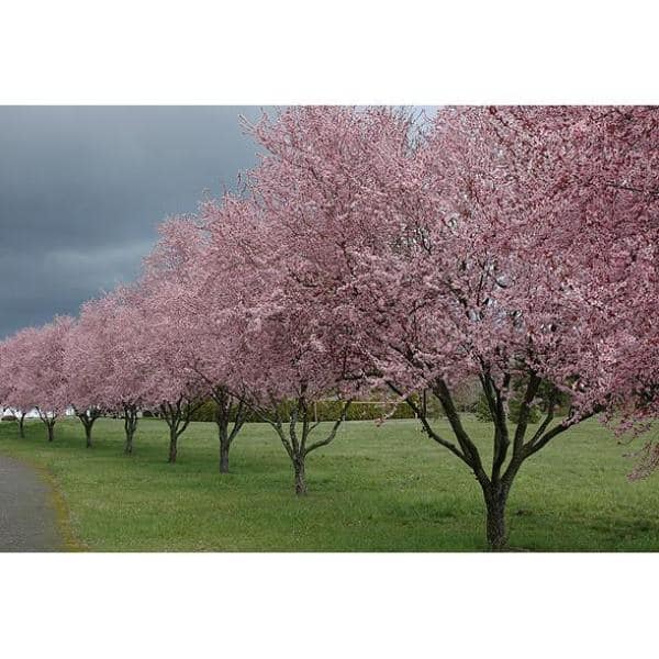 flowering plum tree thundercloud