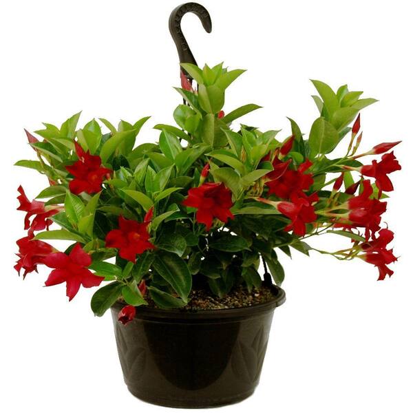 Delray Plants Mandevilla Red in 10 in. Hanging Basket
