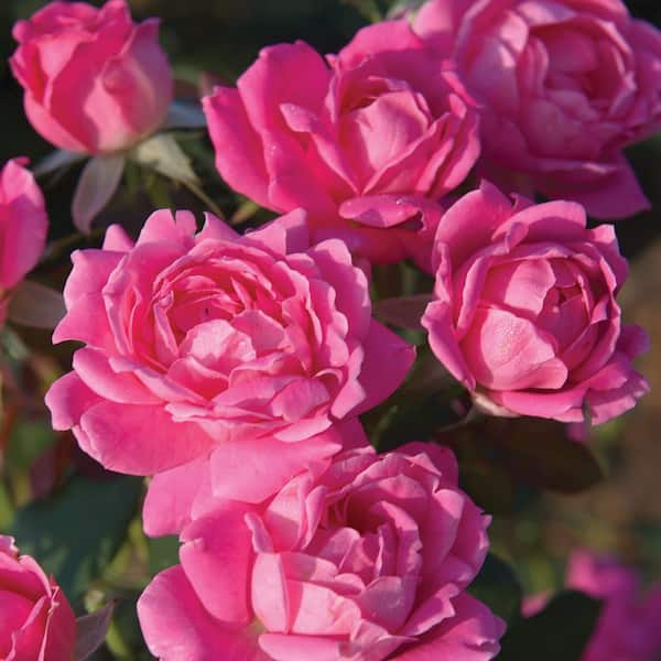 1 Gal. Pink Double Knock Out Rose Bush with Pink Flowers