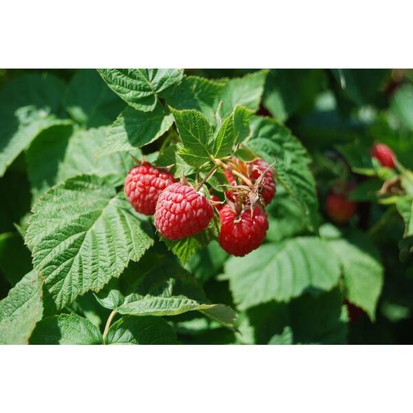 Sweet Berry Selections Caroline Red Raspberry Fruit Bearing Potted Plant