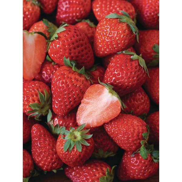Bag O'Blooms Strawberry, DIY Kit (10 Plants) DGMLBBZB01 - The Home Depot