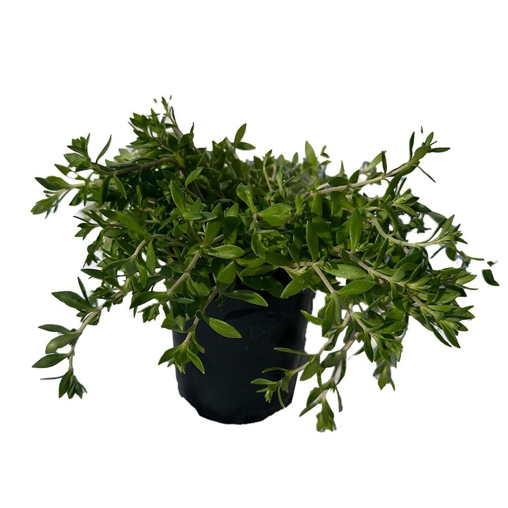 Gold Moss Stonecrop Succulent Plant in Pots (5-Pack)
